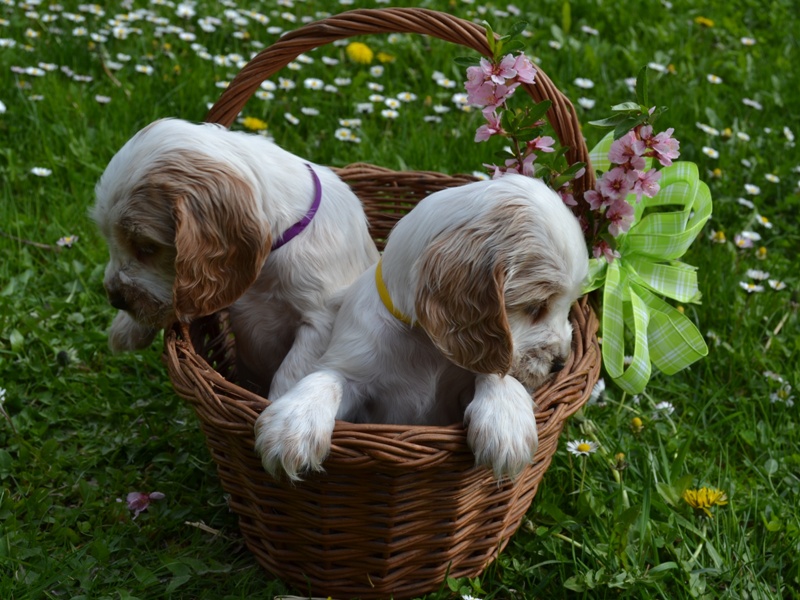 43 - Lana, Lassy.JPG